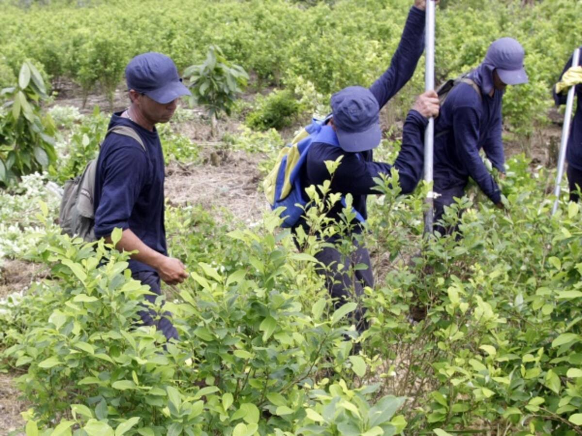 Reportan éxito de primer año de sustitución voluntaria de cultivos ilícitos