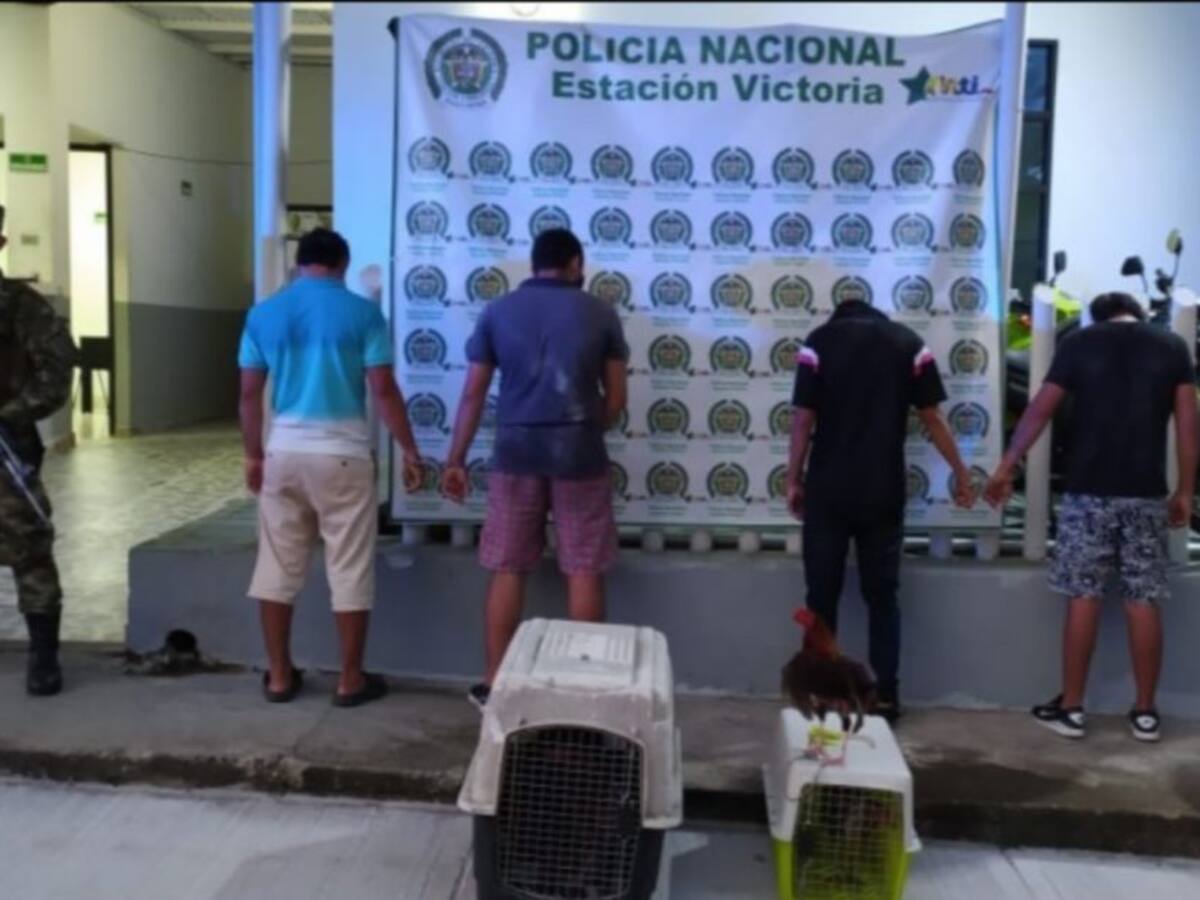 Capturados por realizar una pelea de gallos en plena cuarentena