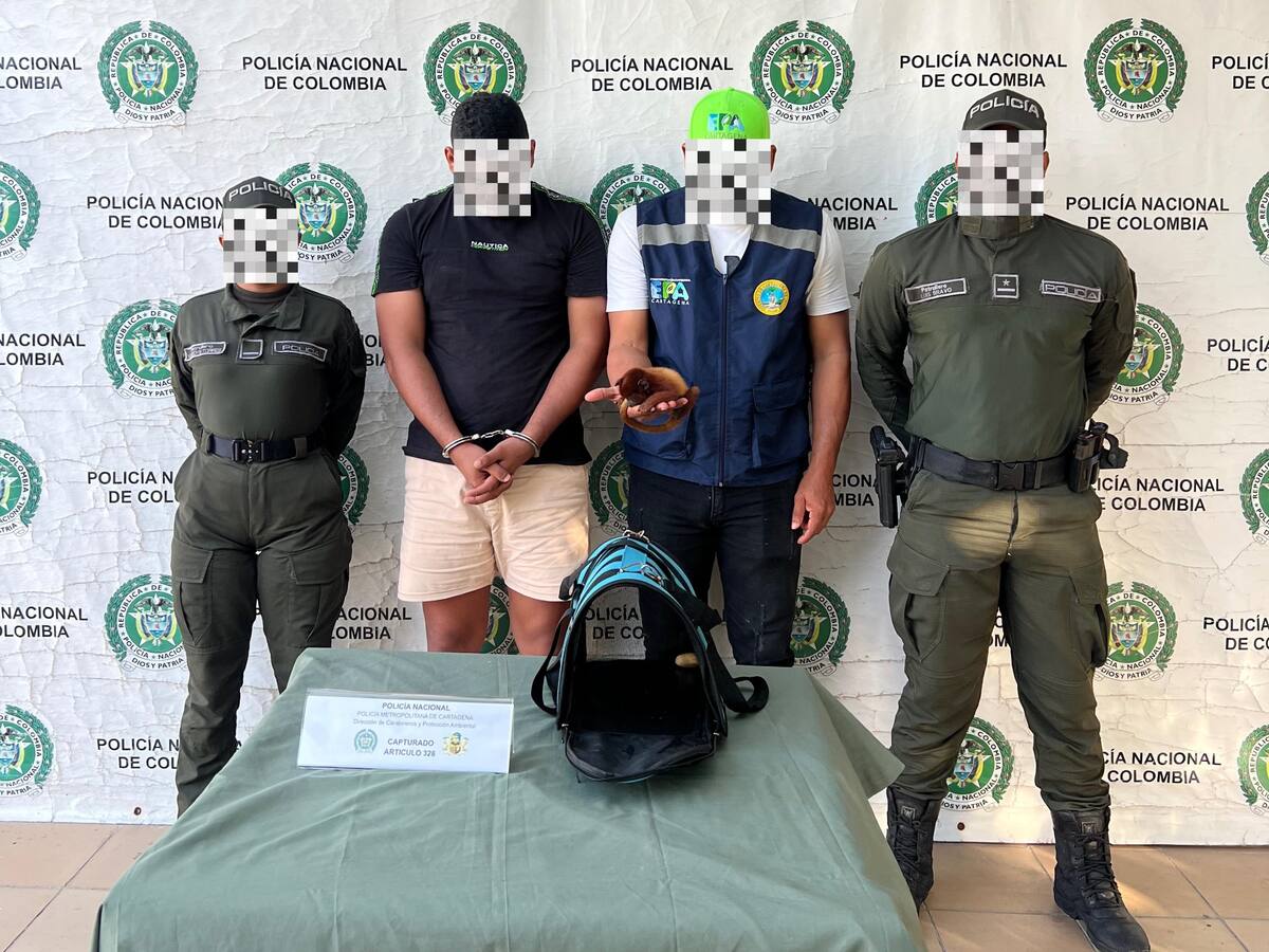 Hombre fue capturado por venta ilegal de un mono aullador en Cartagena: así fue el operativo