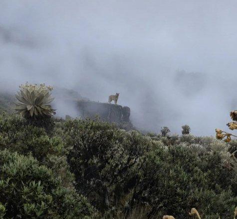 El puma es conocido como león de montaña, león o pantera / Foto: Suministrada.