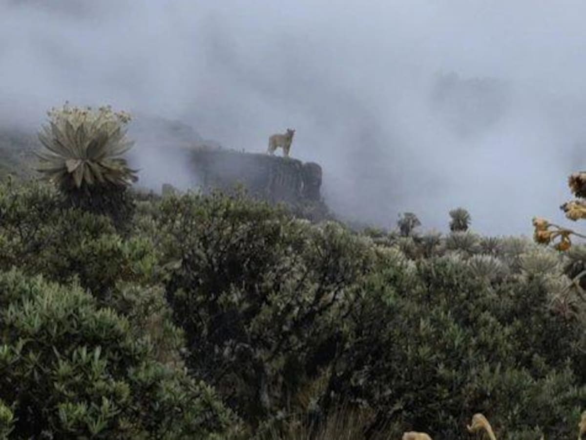 Este es el majestuoso ‘Puma Concolor’ avistado en el Parque Nacional Natural de Pisba en Boyacá