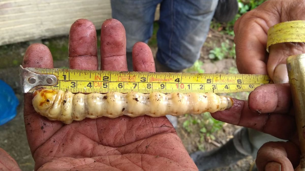 Gusano barrenador gigante amenaza cultivos de caña y plátano