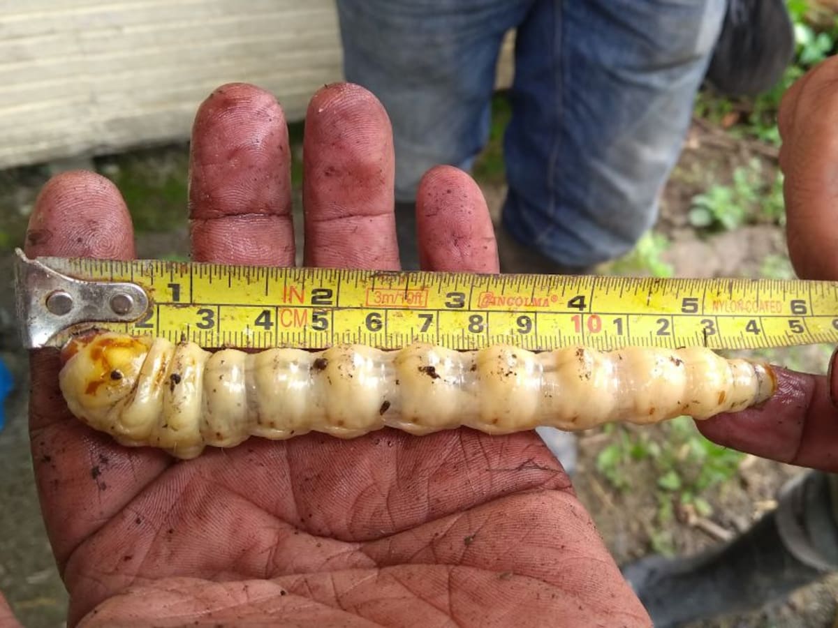 Gusano barrenador gigante amenaza cultivos de caña y plátano