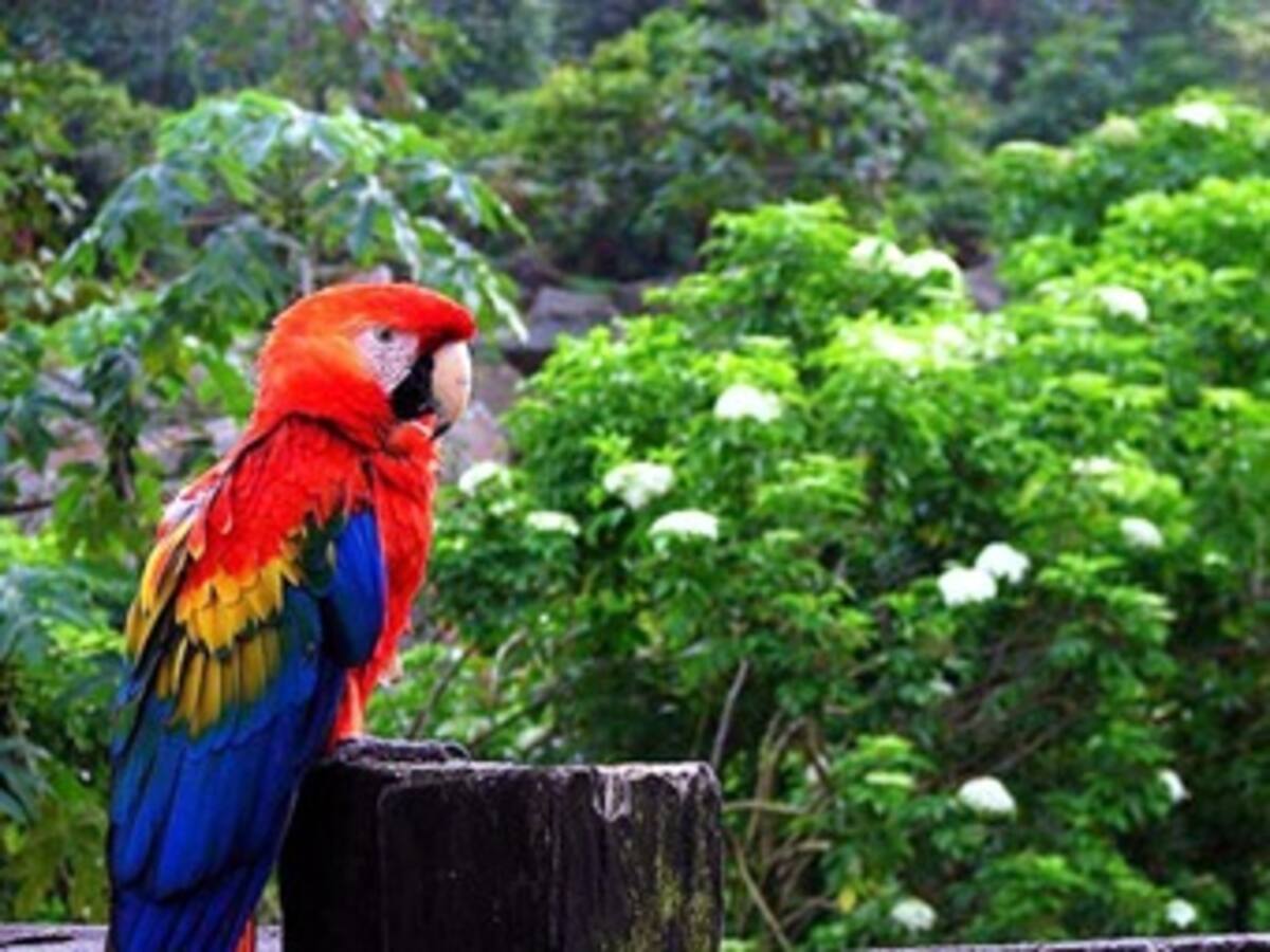 Proyecto energético en el Quindío afectaría el paisaje cultural cafetero: Contraloría