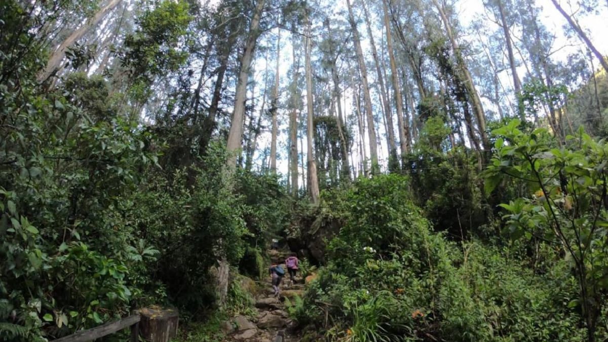 Estos son los dígitos exentos de pico y placa ambiental para ir al PNN Los Nevados en Semana Santa