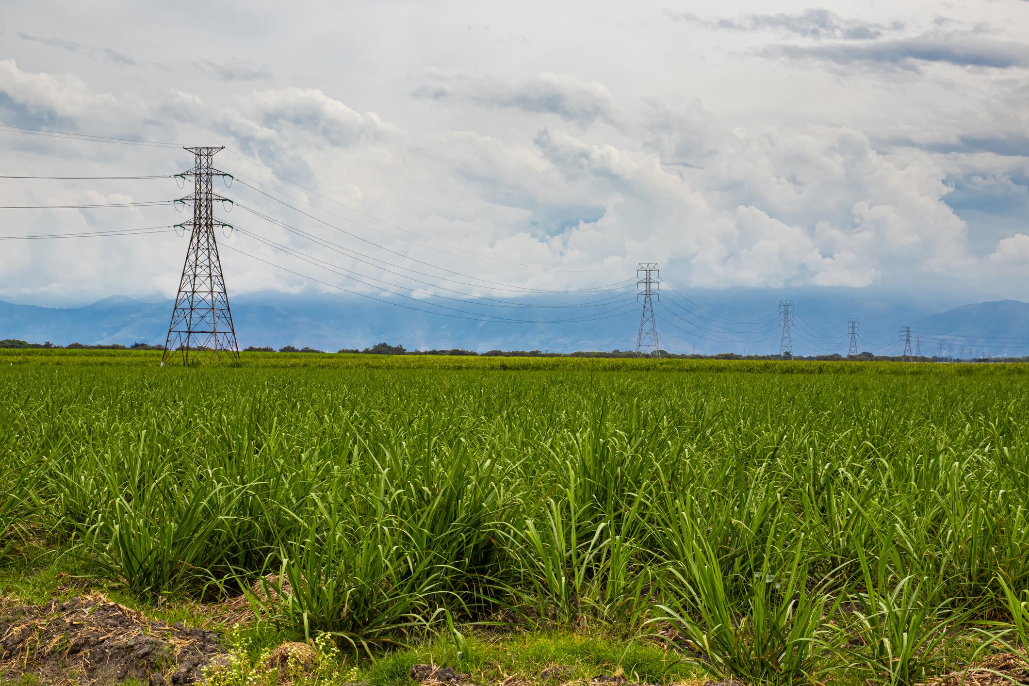 Cultivos de caña en el Valle del Cauca. Foto: Getty Images