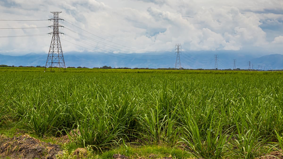 Asocaña critica casa por cárcel al homicida de dos trabajadores de la caña en el Cauca