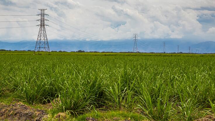 Colombia organizará Congreso Mundial de Técnicos de la Caña de Azúcar