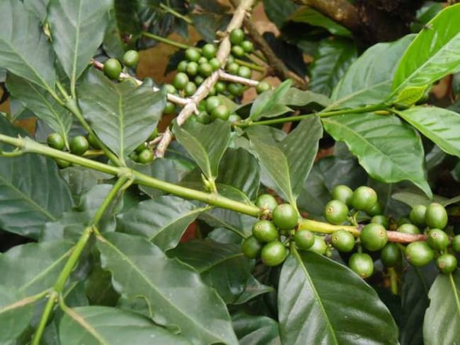 Arbusto de café