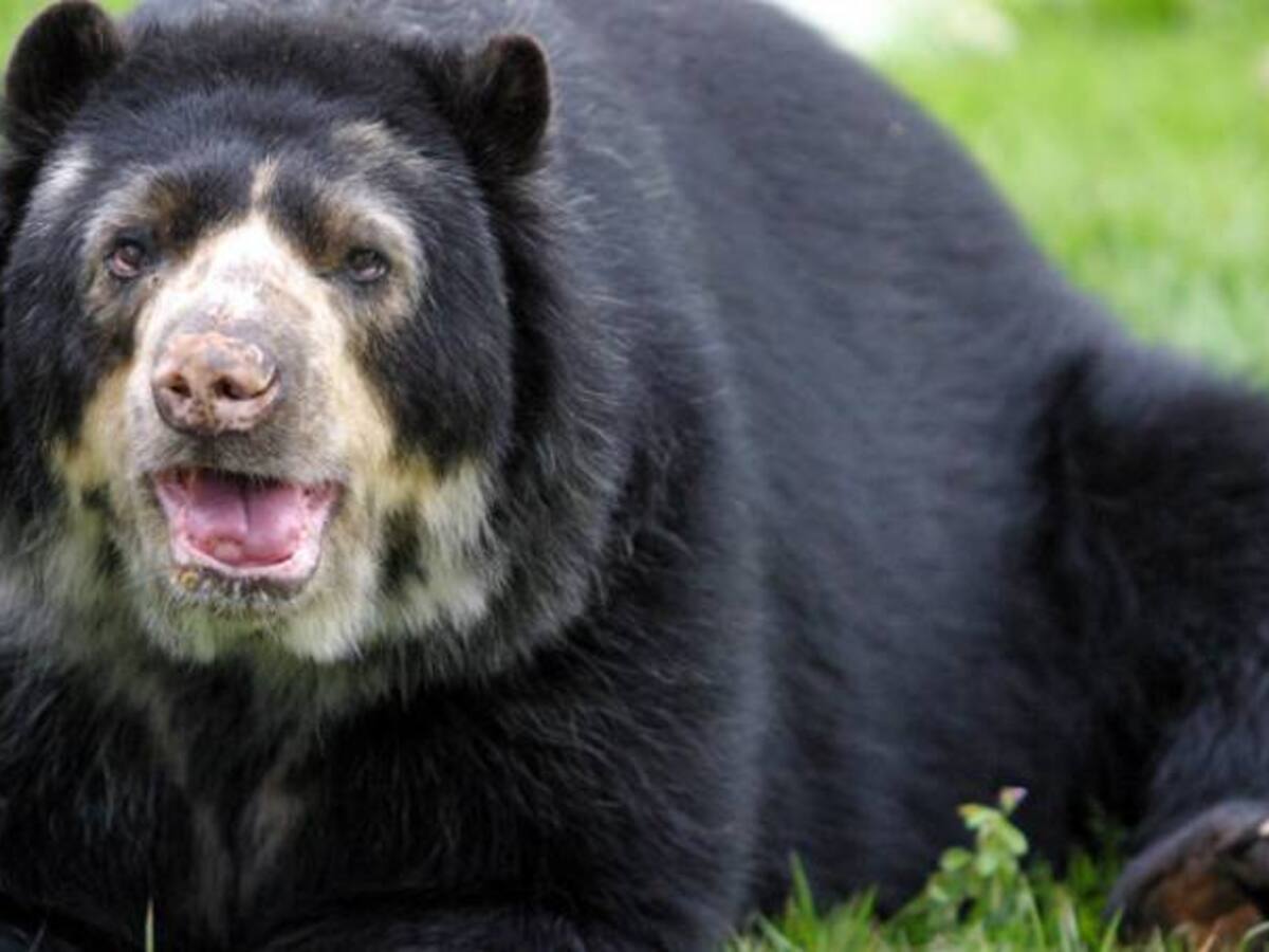 Oso de anteojos fue descuartizado en Arauca