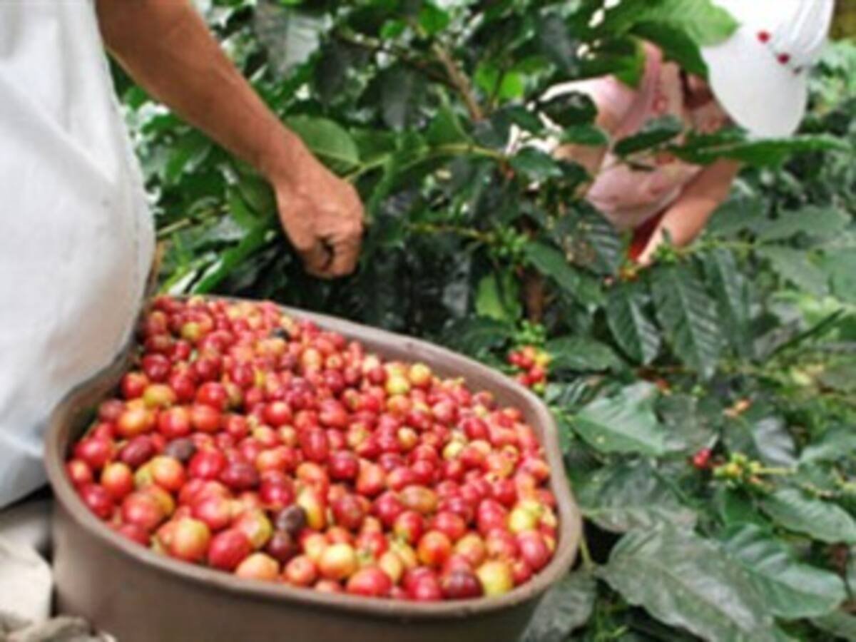 Colombia bajó al sexto lugar de exportación de café