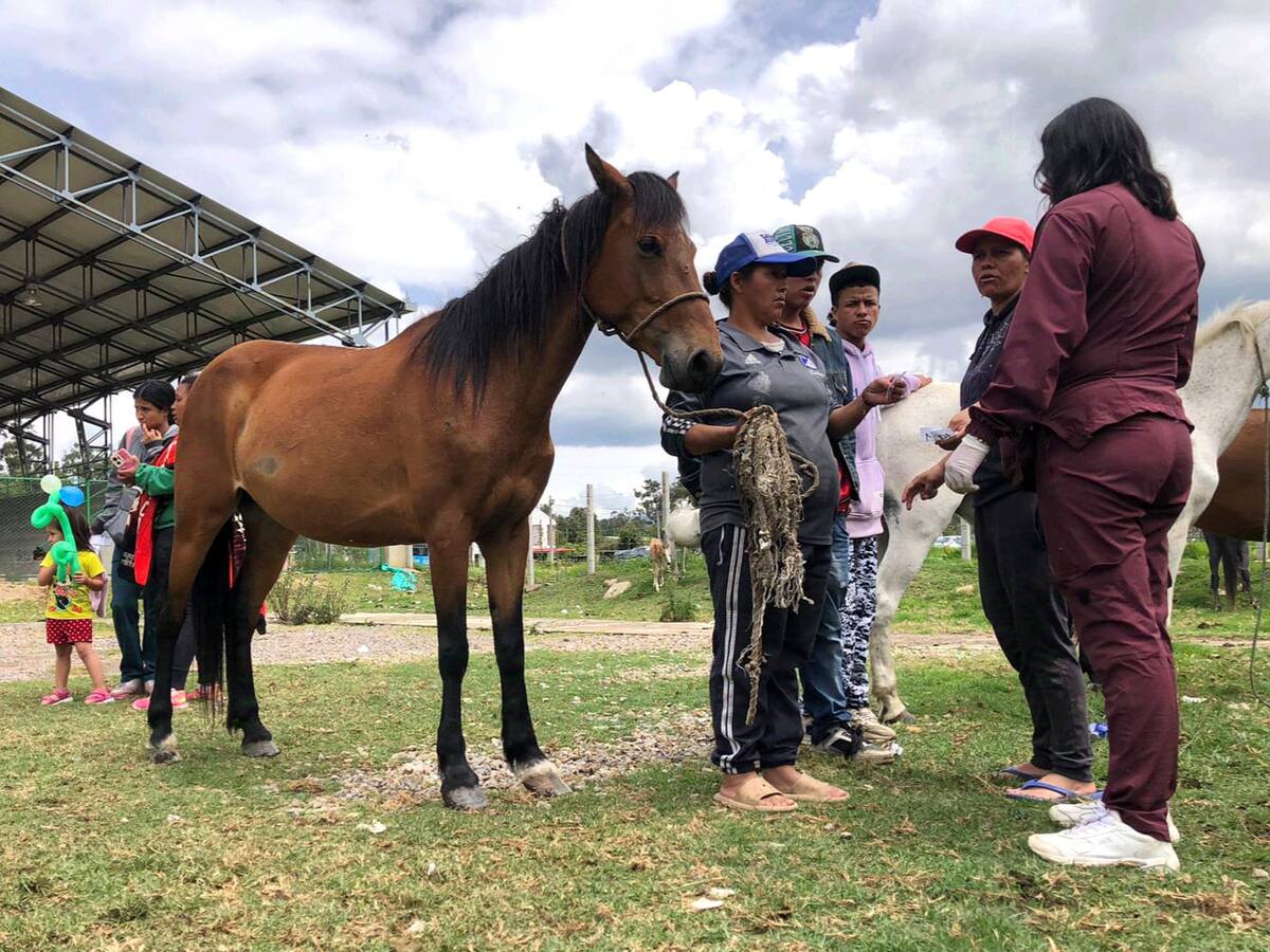 Se avanza en primeros pasos del proceso de sustitución de vehículos de tracción animal en Sogamoso