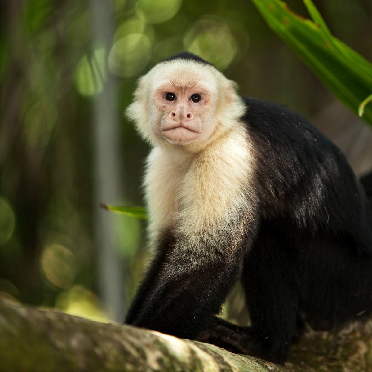¿Qué animales hay en el zoológico de Santa Cruz? Es a 2 horas de Bogotá, por la vía a Mesitas