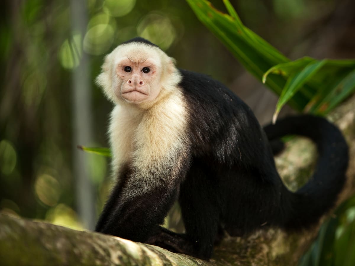 ¿Qué animales hay en el zoológico de Santa Cruz? Es a 2 horas de Bogotá, por la vía a Mesitas