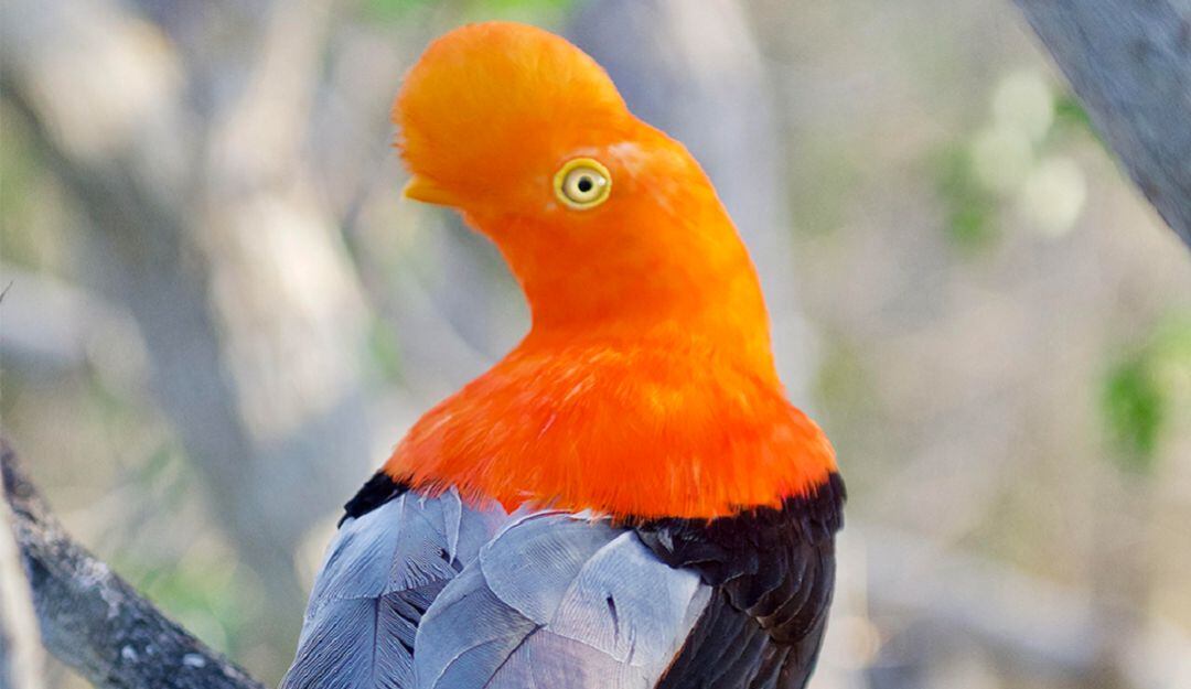 El Aviario estará abierto en Semana Santa todos los días de 9:00 a.m. a 5:00 p.m. (última entrada 4:00 p.m.)