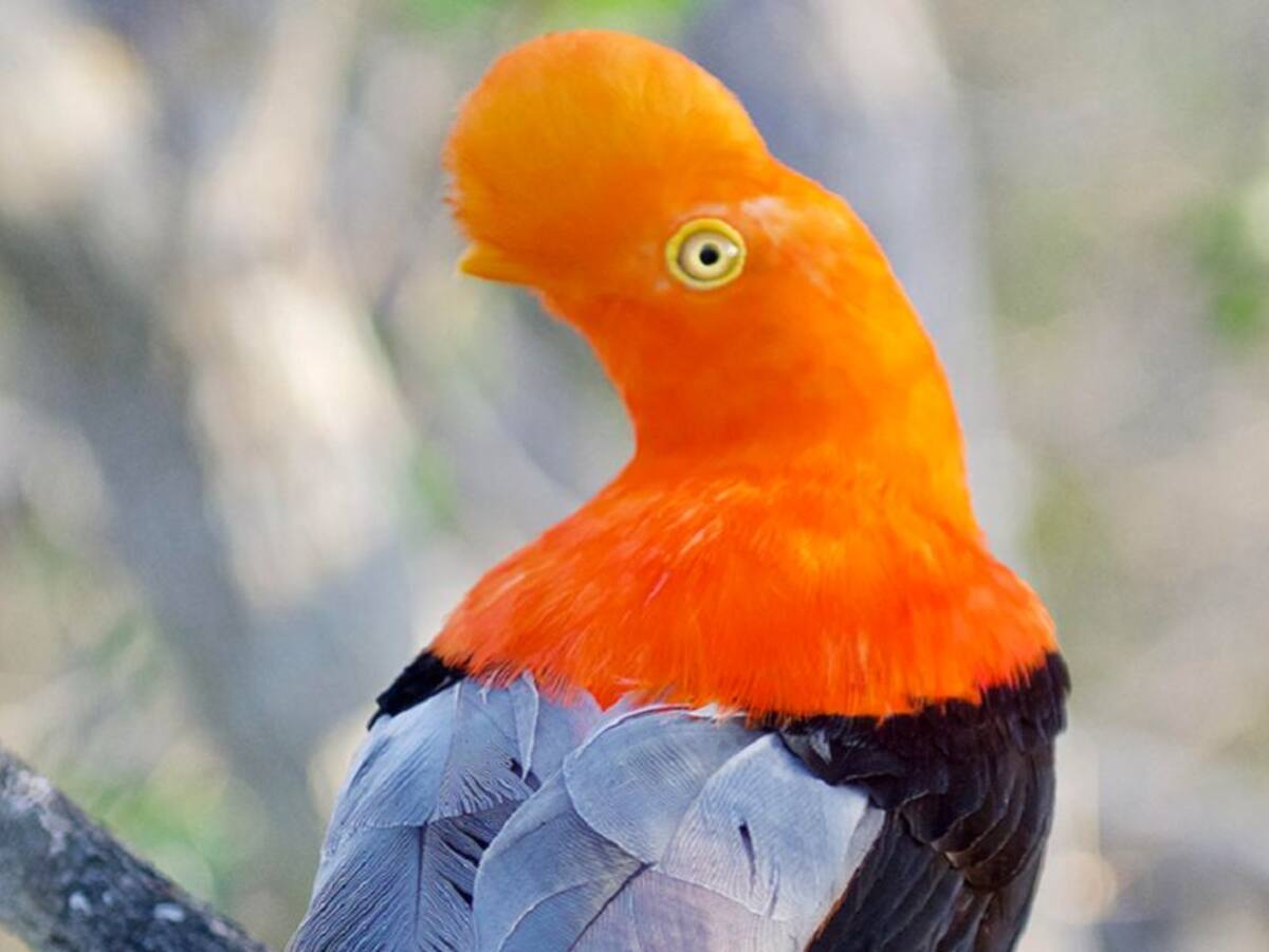Aviario Nacional en Cartagena abrirá con bioseguridad en Semana Santa