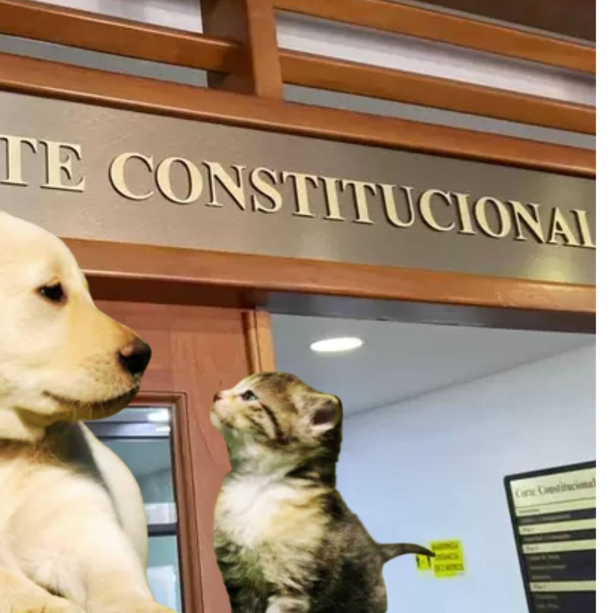 Corte falla a favor de dueños de mascotas: los animales de compañía no podrán embargarse