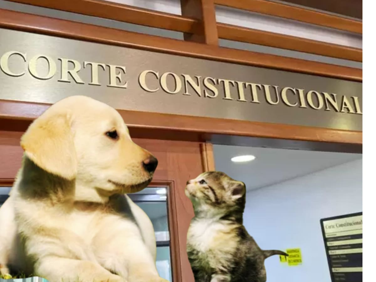Corte falla a favor de dueños de mascotas: los animales de compañía no podrán embargarse
