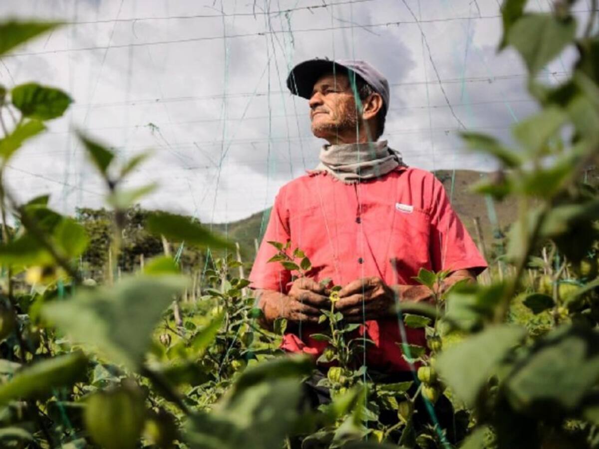 Campesinos se reinventan para salir de la crisis