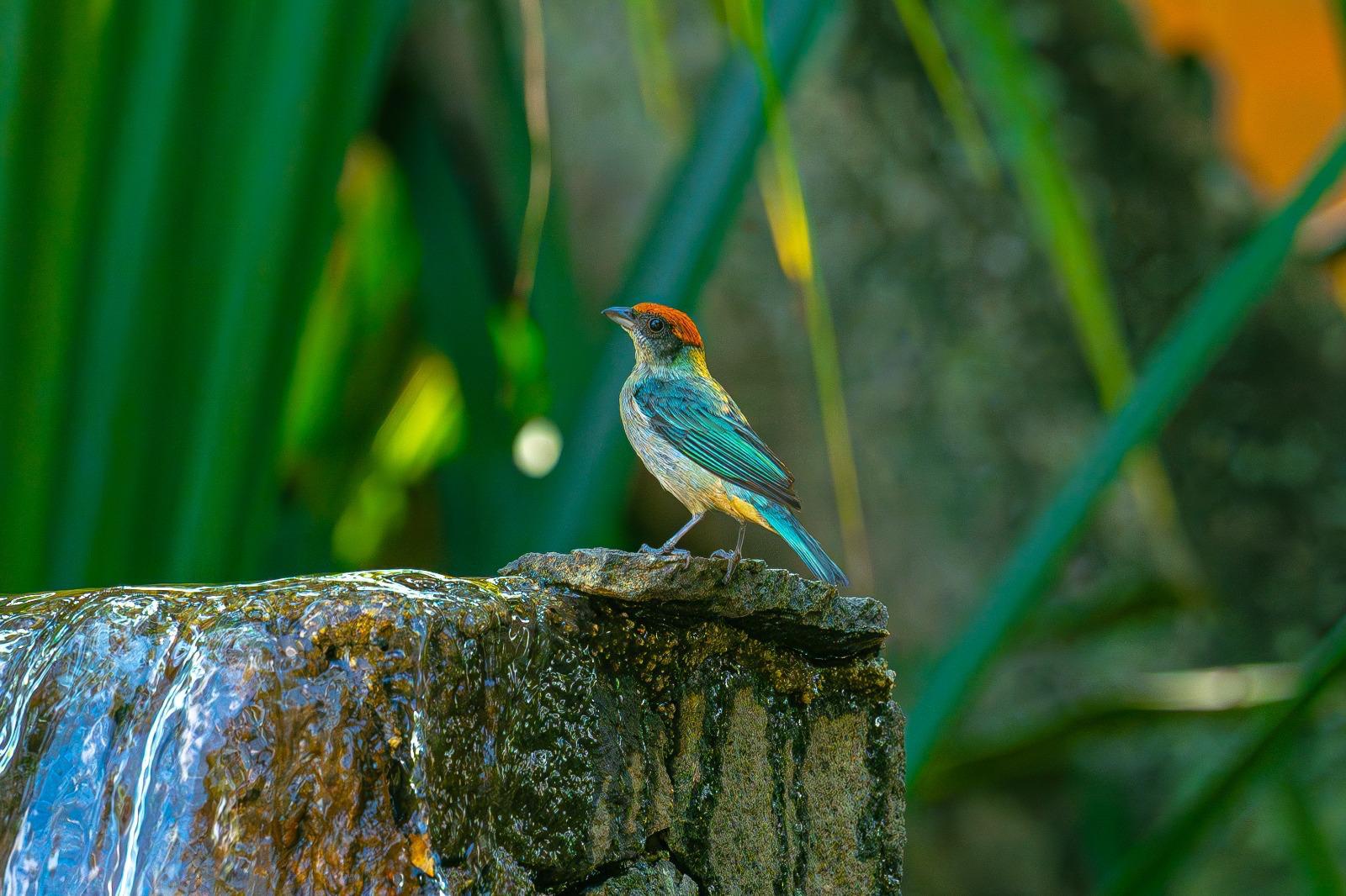 Pájaro liberado en Antioquia. Foto: Corantioquia