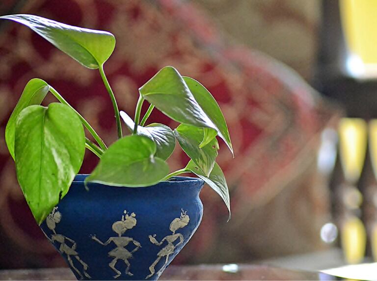 Getty Images / Planta del dinero