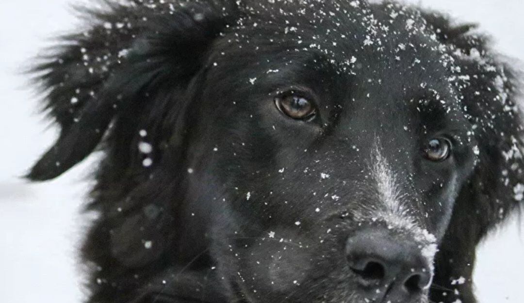 En redes sociales se ha vuelto viral una fotografía tomada en la nieve