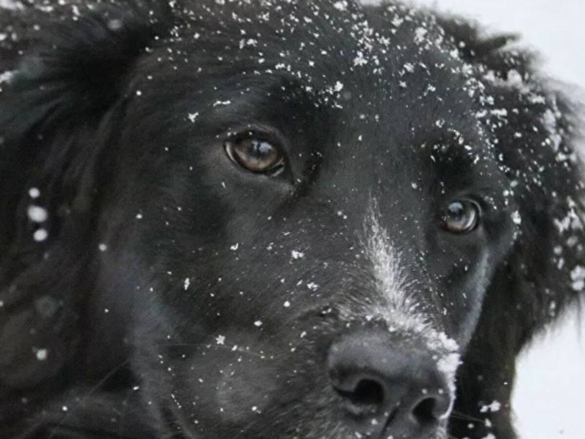 ¿Un hombre o un perro? Una ilusión óptica que divide a los internautas