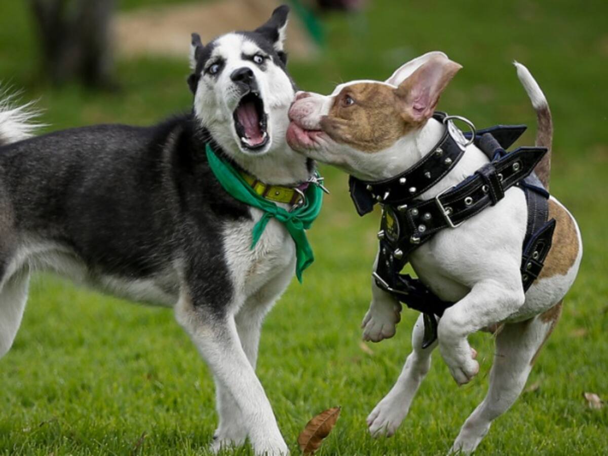 Primer parque público para perros en Bogotá