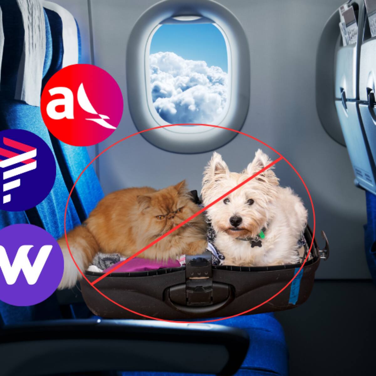 ¿Por qué? Estas son las razas de perros que no podrían viajar en avión y sus razones