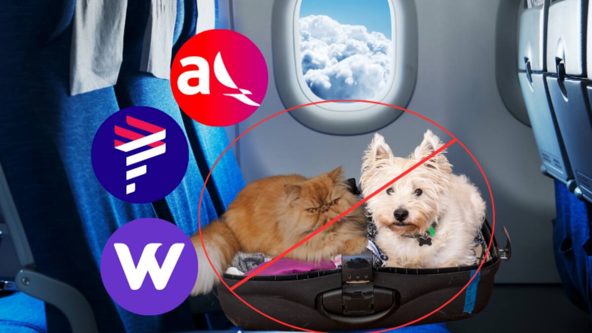 ¿Por qué? Estas son las razas de perros que no podrían viajar en avión y sus razones