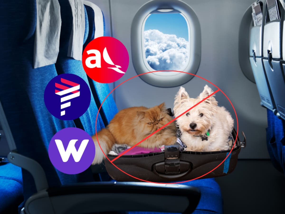 ¿Por qué? Estas son las razas de perros que no podrían viajar en avión y sus razones
