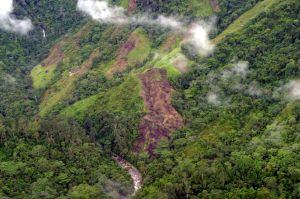 La promoción y financiación de la deforestación es delito ambiental