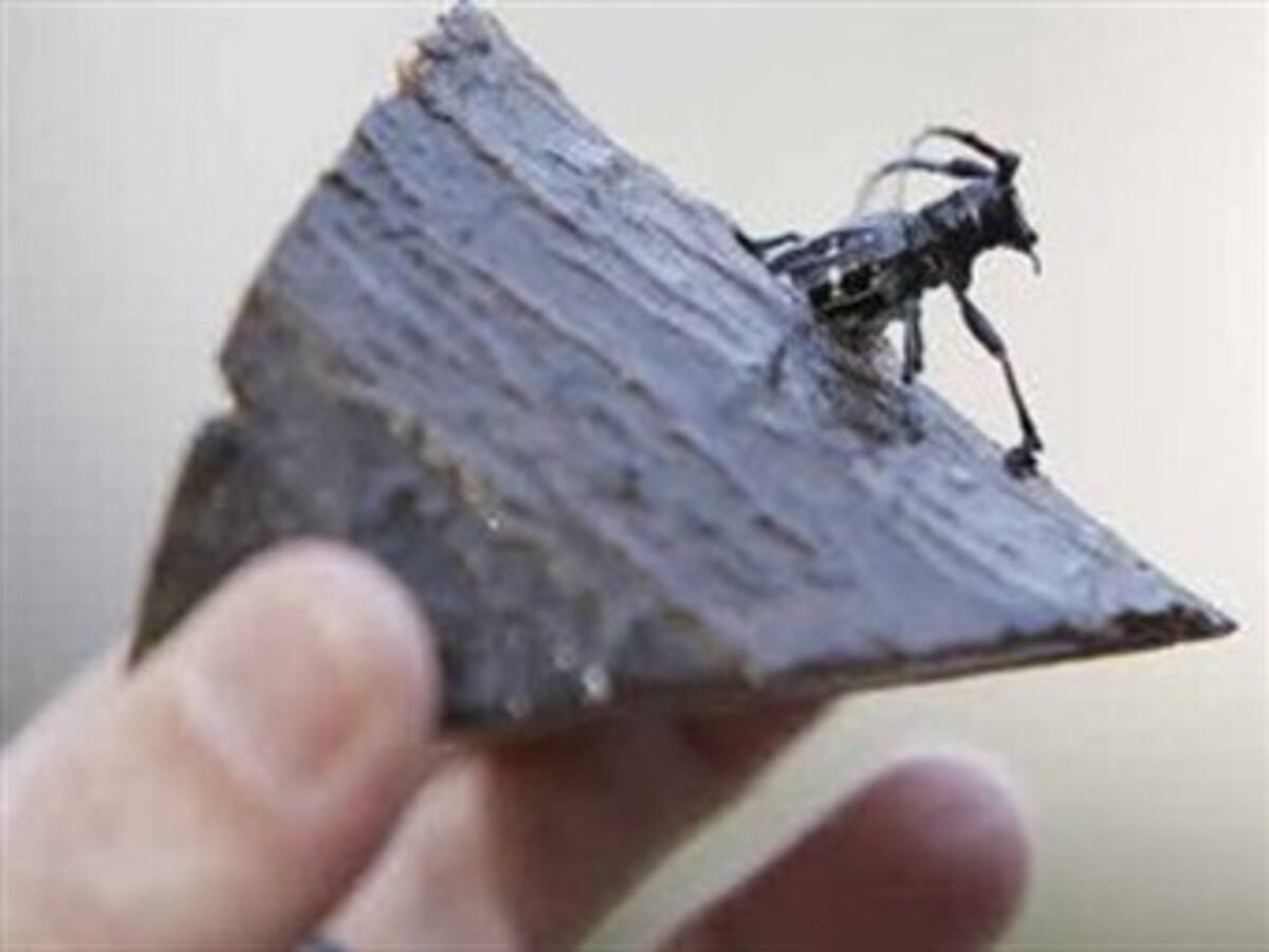 Los insectos se comen los ahorros de un anciano chino de 78 años
