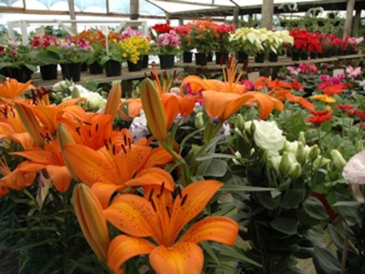 Más del 20 por ciento del sector floricultor en Colombia afronta problemas financieros