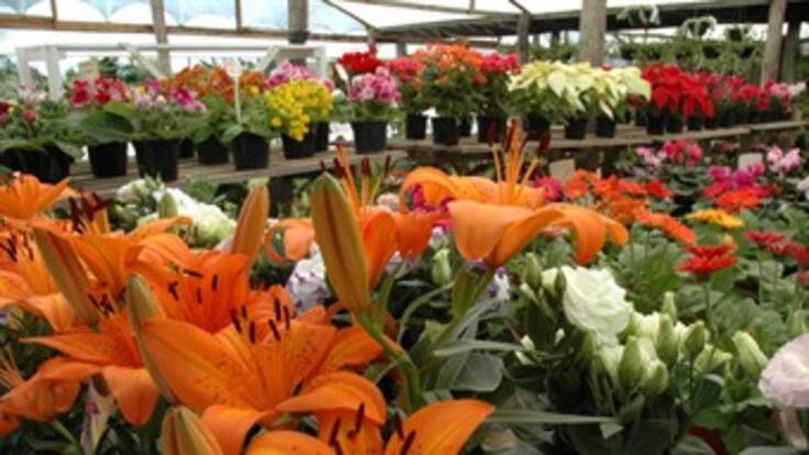 Más del 20 por ciento del sector floricultor en Colombia afronta problemas financieros