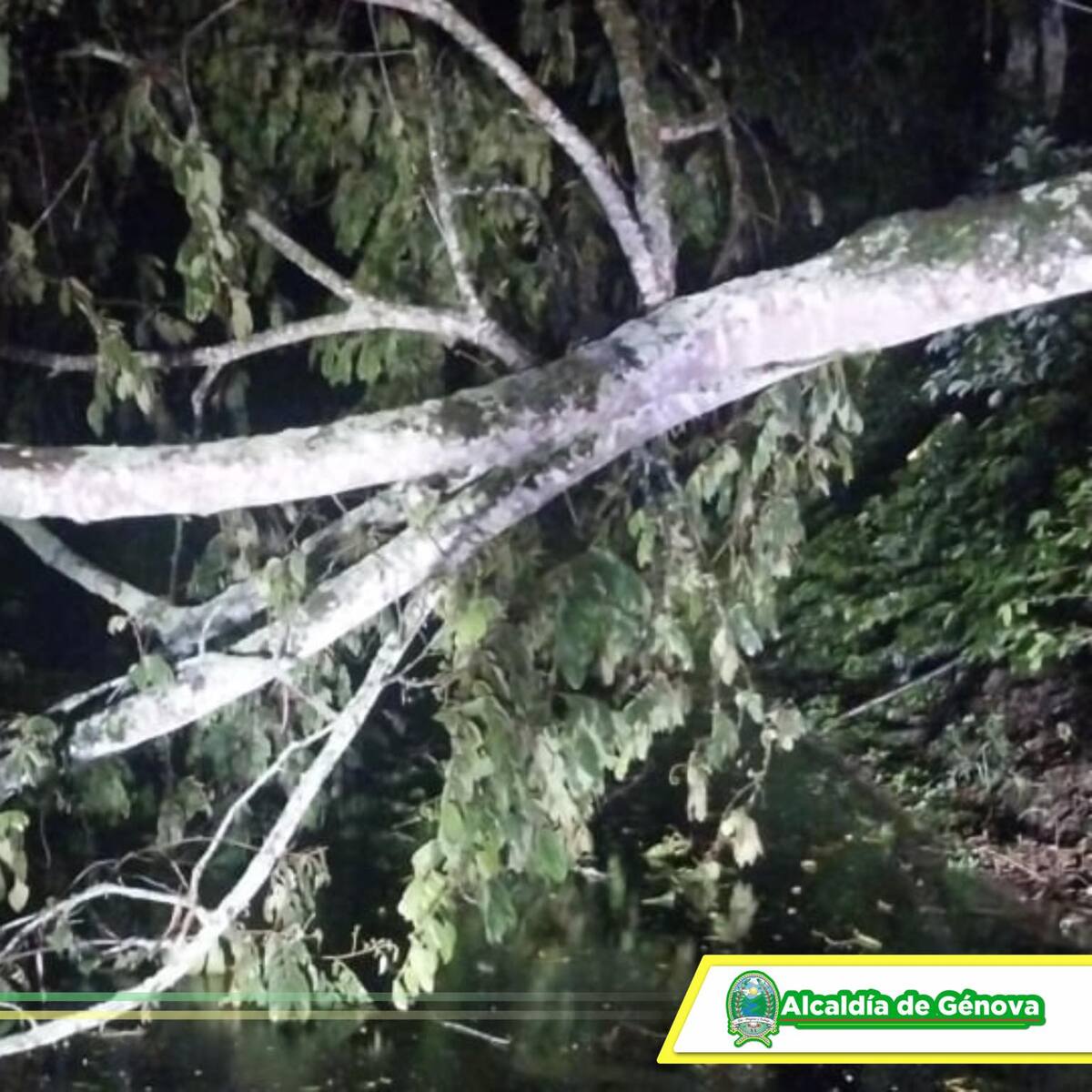 Edeq alerta por árboles en mal estado en Quindío que aumenta el riesgo debido a la lluvias