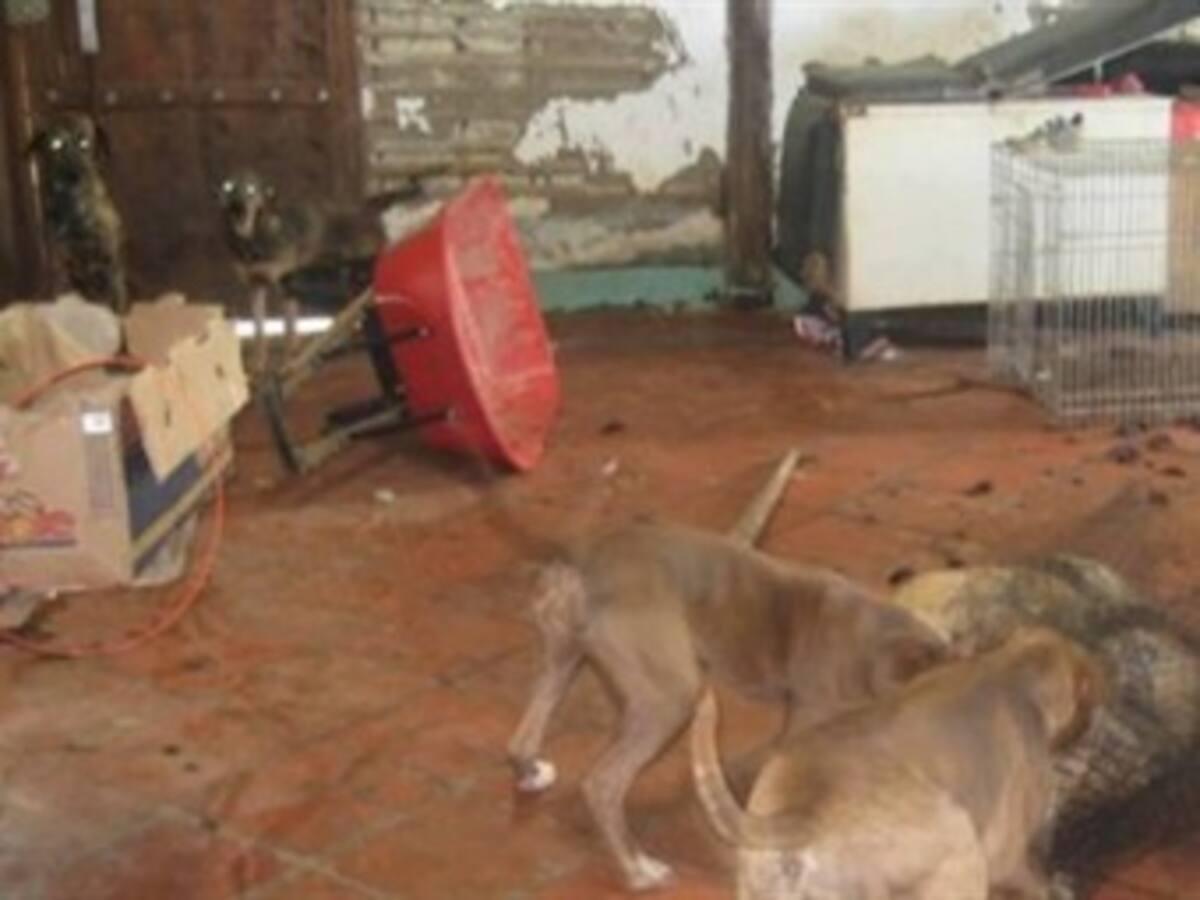 En perrera de Marinilla, mueren animales por enfrentamientos.