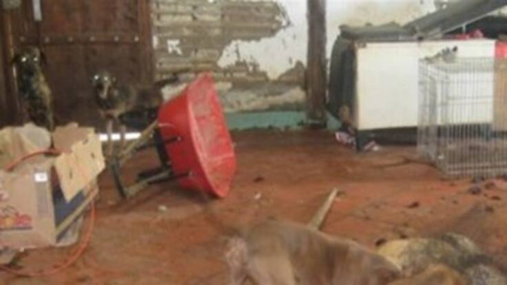 En perrera de Marinilla, mueren animales por enfrentamientos.