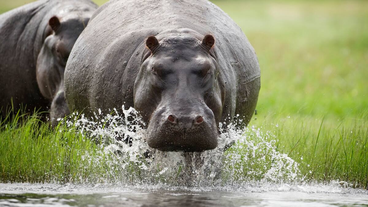 Sin eutanasia no se puede frenar reproducción de hipopótamos en Hacienda Nápoles: MinAmbiente