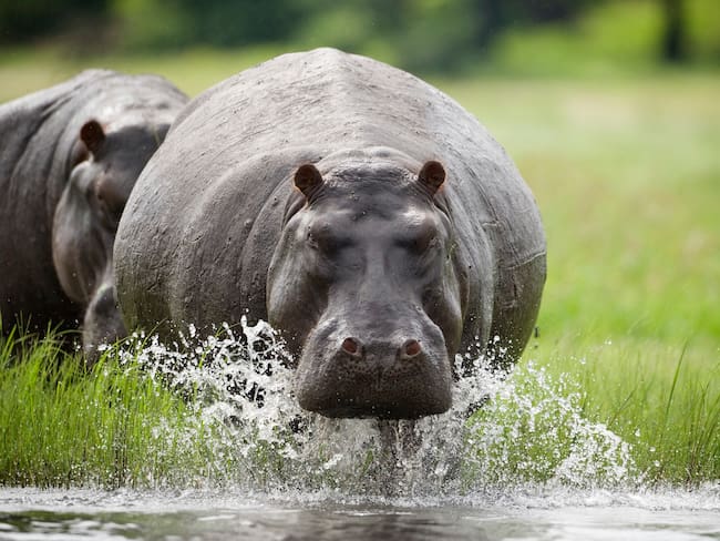 Sin eutanasia no se puede frenar reproducción de hipopótamos en Hacienda Nápoles: MinAmbiente