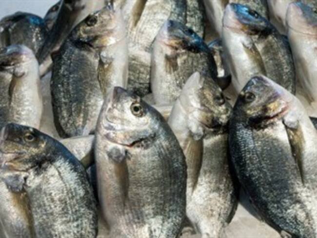 Una tonelada de pescado ha sido incautada en temporada de Semana Santa en Bogotá
