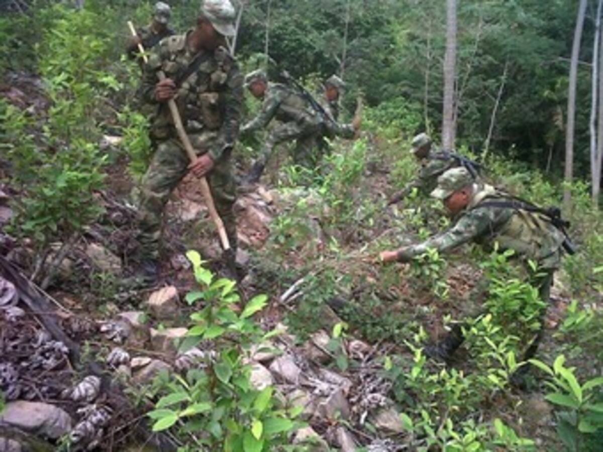 Ejercito intensifica ofensiva contra cultivos ilícitos en sur de Bolívar