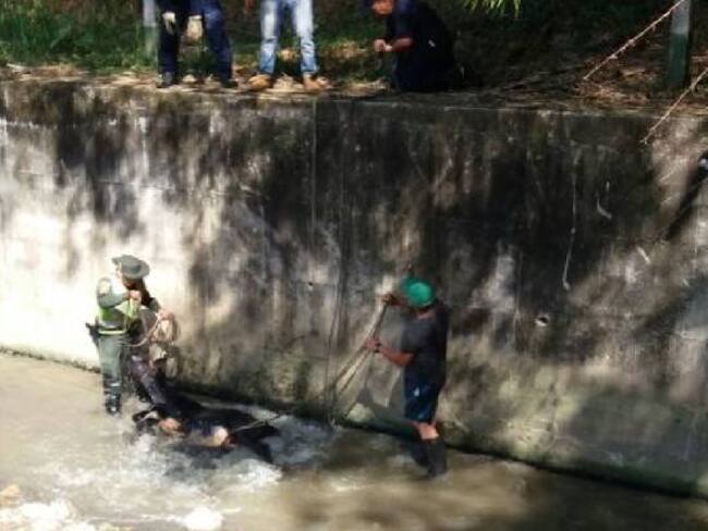 Salvaron ternero de morir ahogado en Bucaramanga