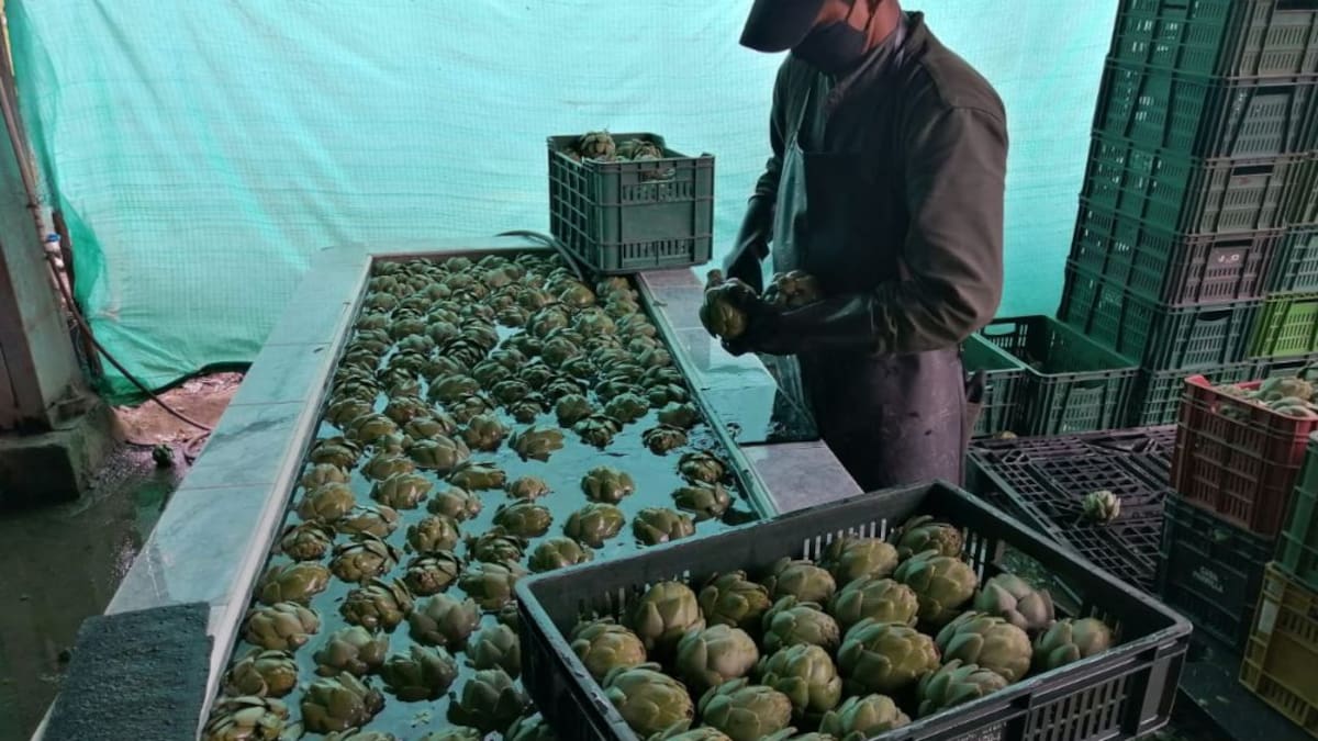 La alcachofa, una planta muy nutritiva pero poco aprovechada en Colombia
