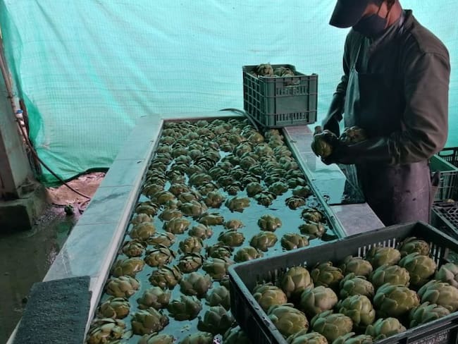 Producción de alcachofas en Cundinamarca