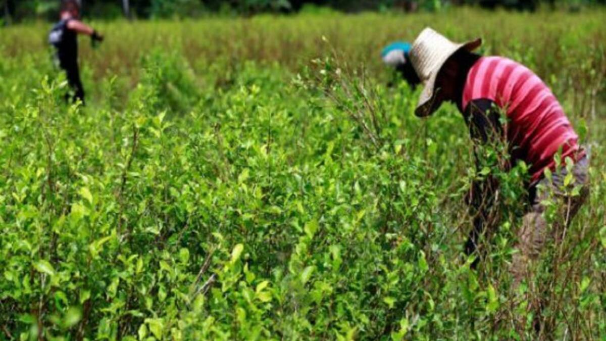Carolina Sandoval, funcionaria de la fundación comité de la solidaridad con los procesos políticos seccional Santander