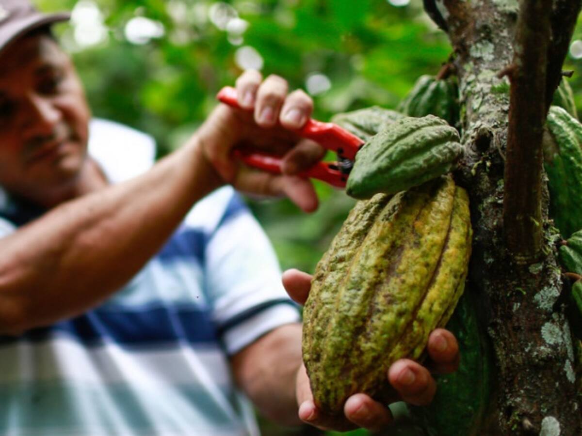 La carmenta negra amenaza las plantaciones de cacao