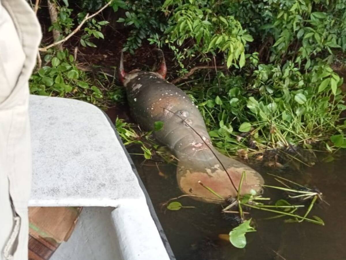 Así investigarán muerte de manatí en Puerto Wilches