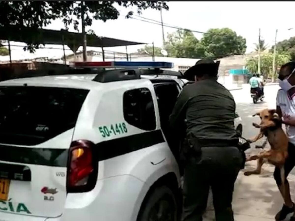 Rescatan dos caninas en estado de desnutrición en Cartagena