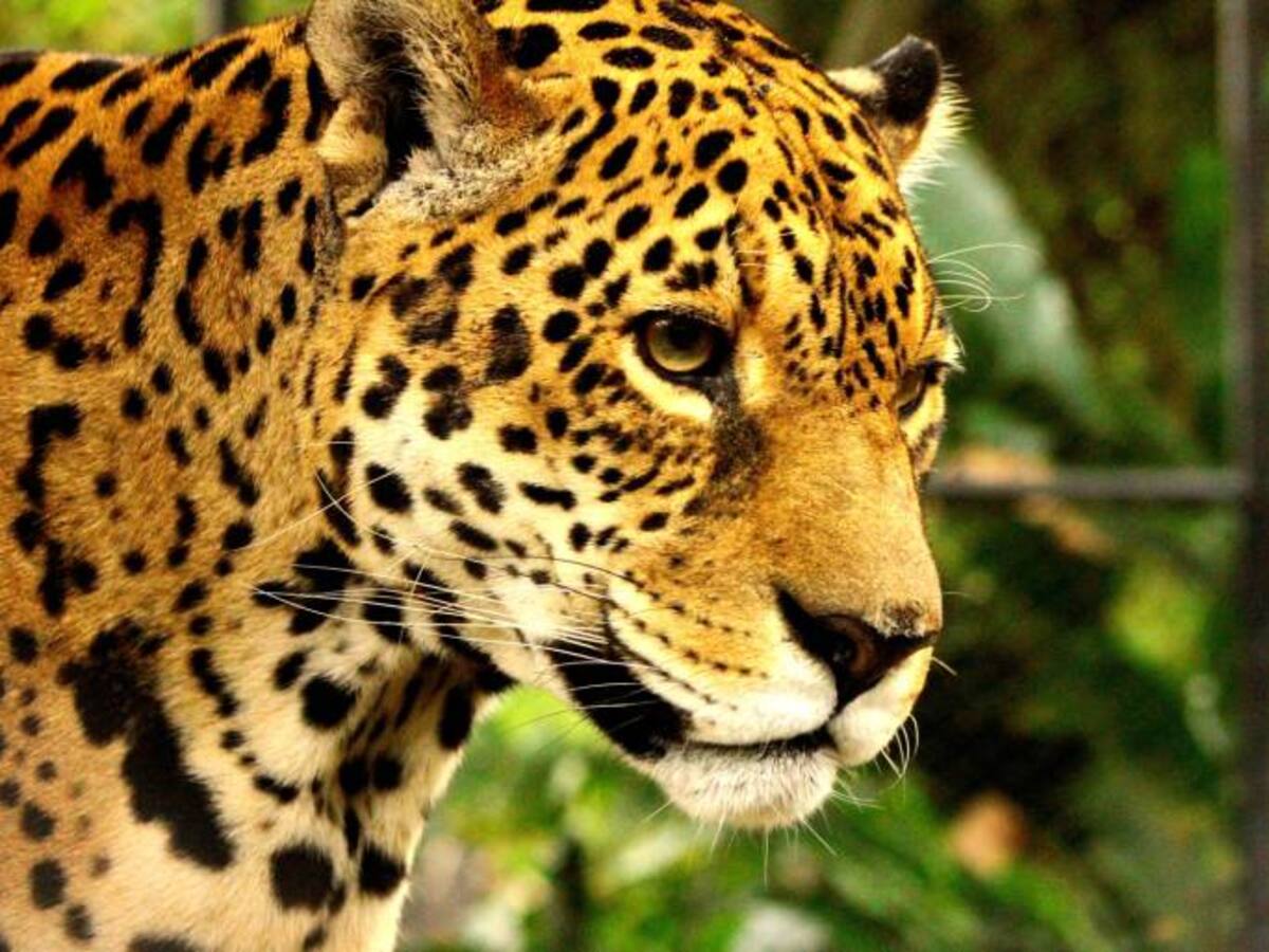 Más de 50 animales en el Magdalena Medio han sido atacados por jaguares